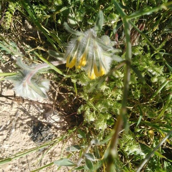 Onosma frutescens Flor