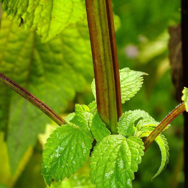 Agastache foeniculum Kabuk