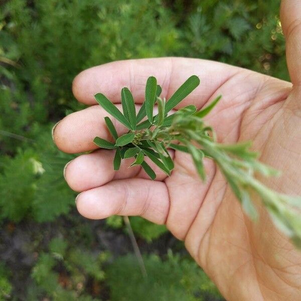 Lespedeza cuneata Lapas