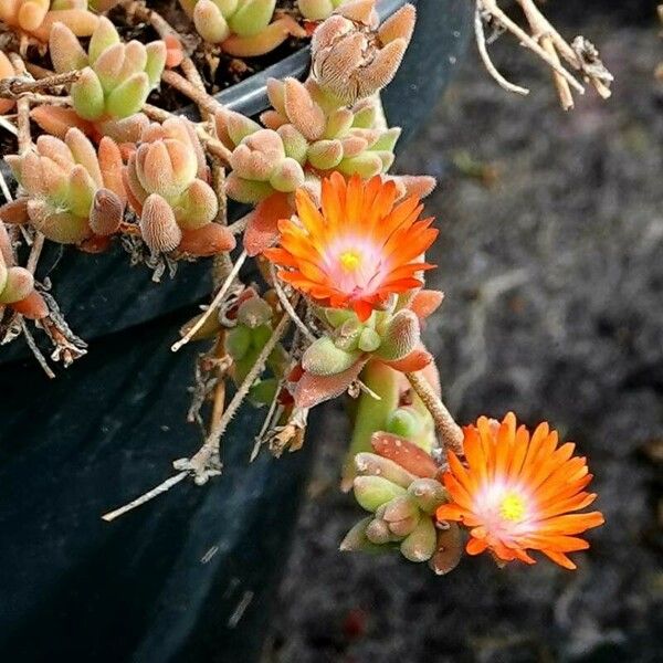 Malephora crocea Blüte