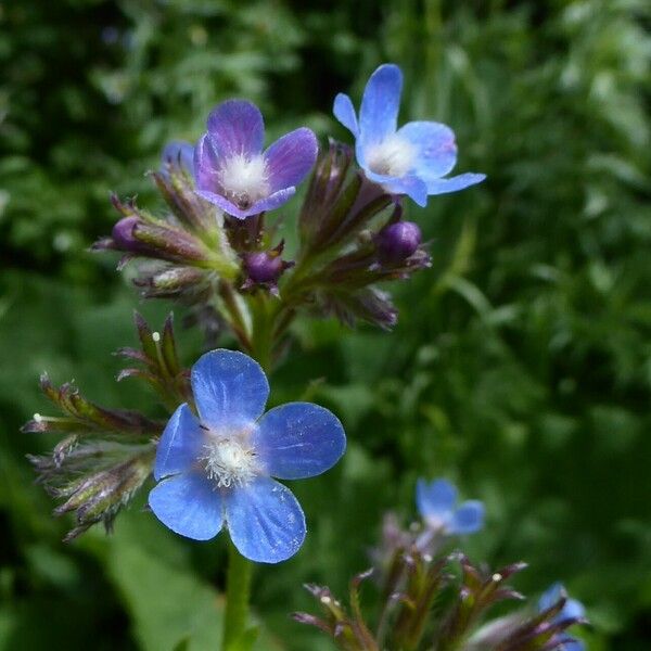 Anchusa azurea Blodyn