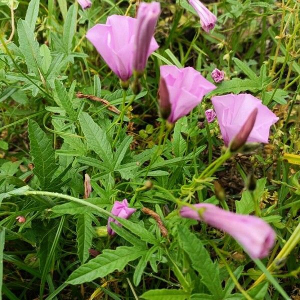 Convolvulus althaeoides Flower