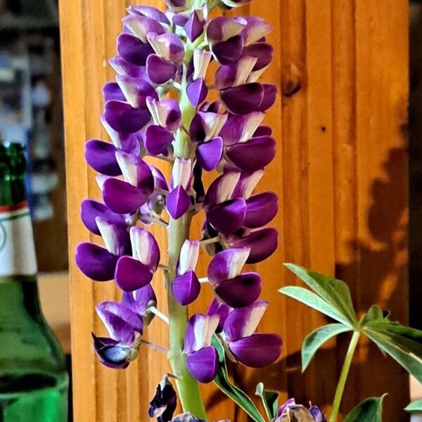 Lupinus polyphyllus Flower