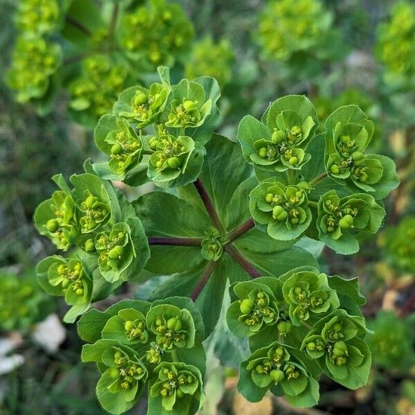 Euphorbia helioscopia ᱥᱟᱠᱟᱢ