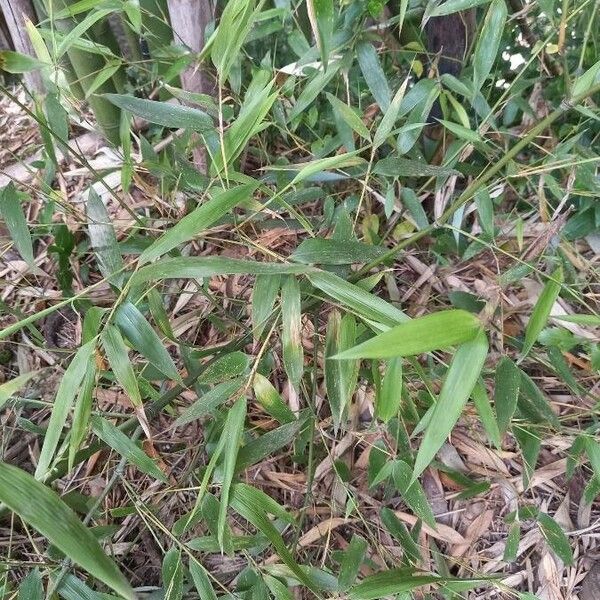 Arundinaria gigantea Leaf