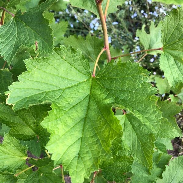 Ribes nigrum Blad