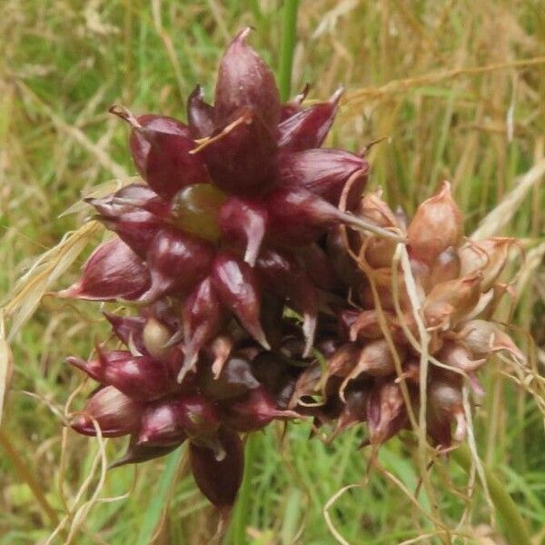 Allium vineale Fruit