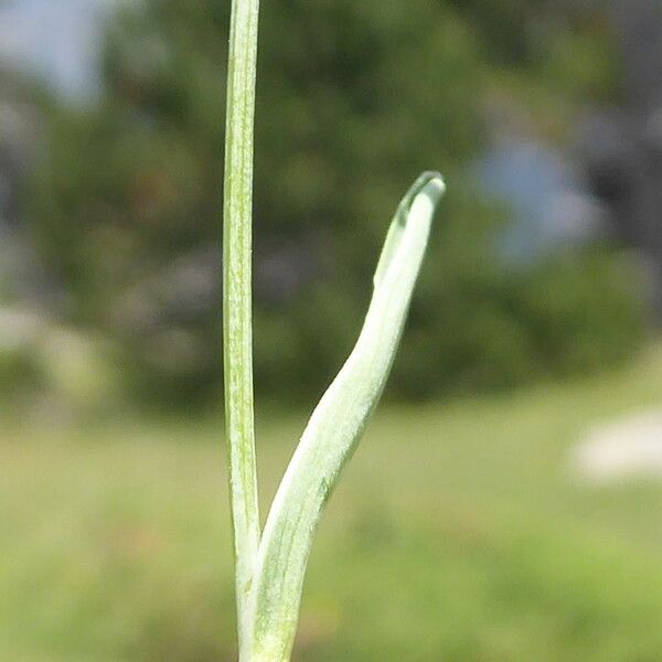 Bupleurum ranunculoides Feuille