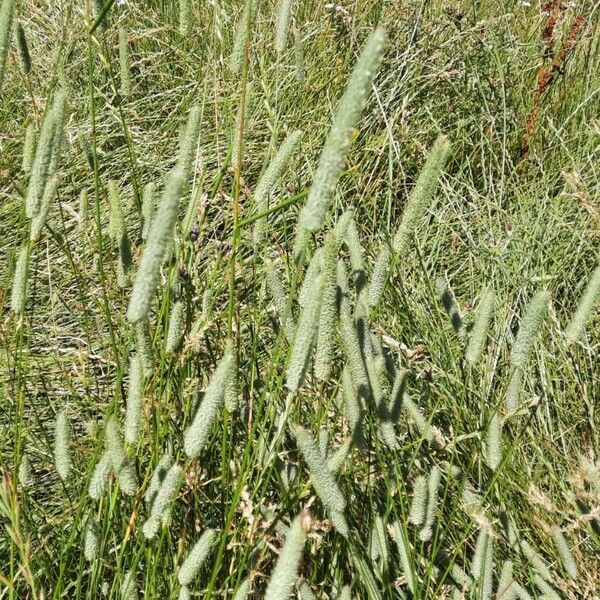 Phleum pratense Blodyn