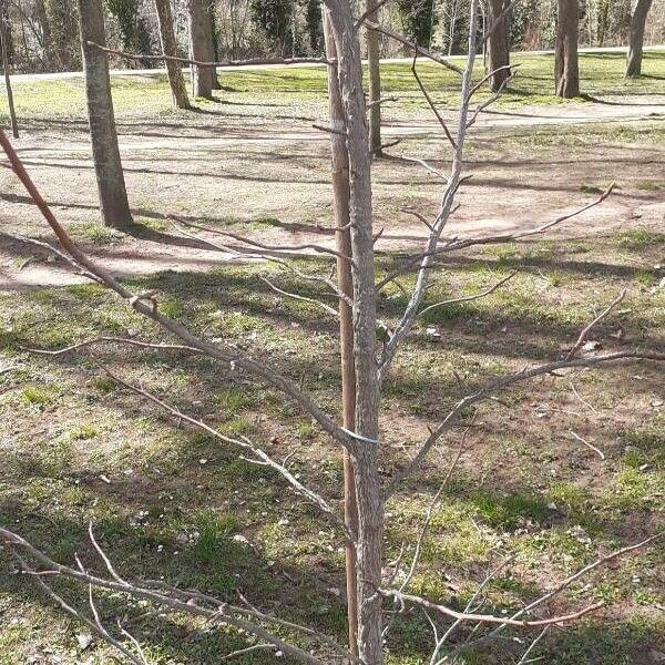 Liquidambar styraciflua Frunză