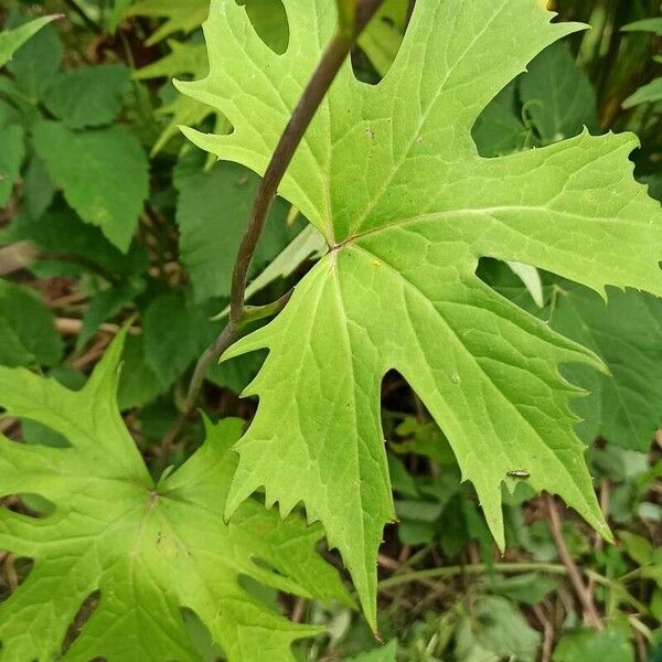 Ligularia wilsoniana Leaf