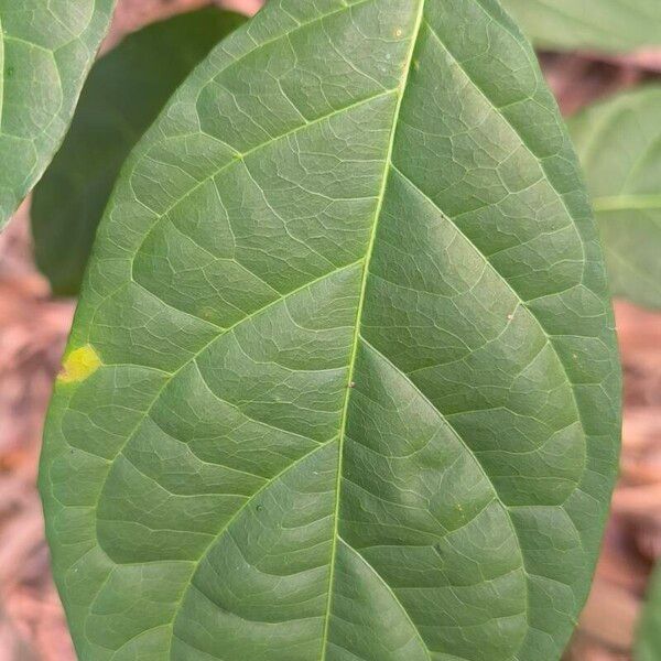 Combretum racemosum ᱥᱟᱠᱟᱢ