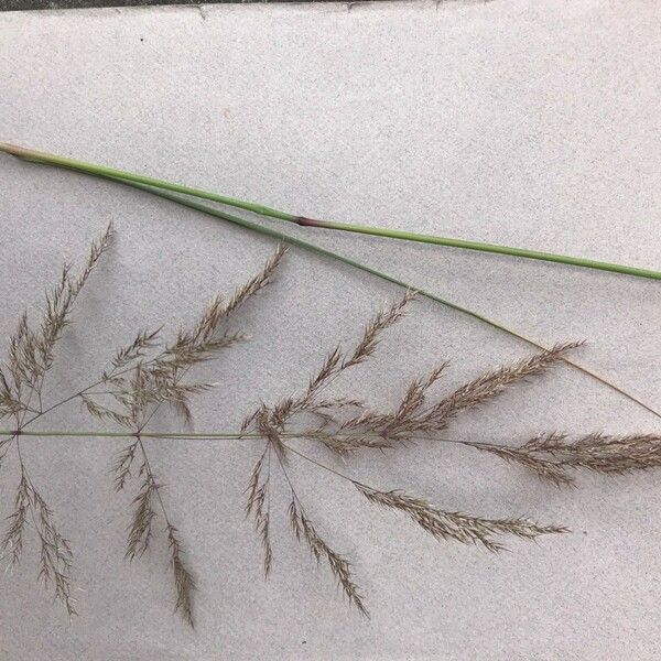 Calamagrostis pseudophragmites Flower