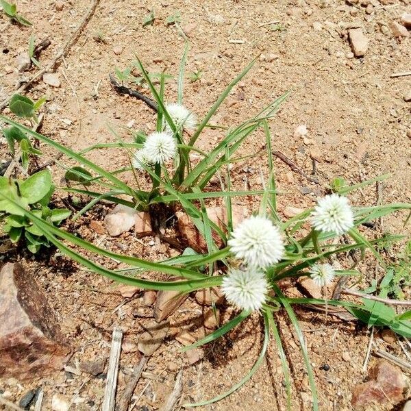 Cyperus niveus Flower