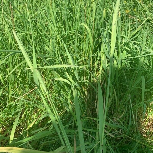 Phleum pratense Feuille