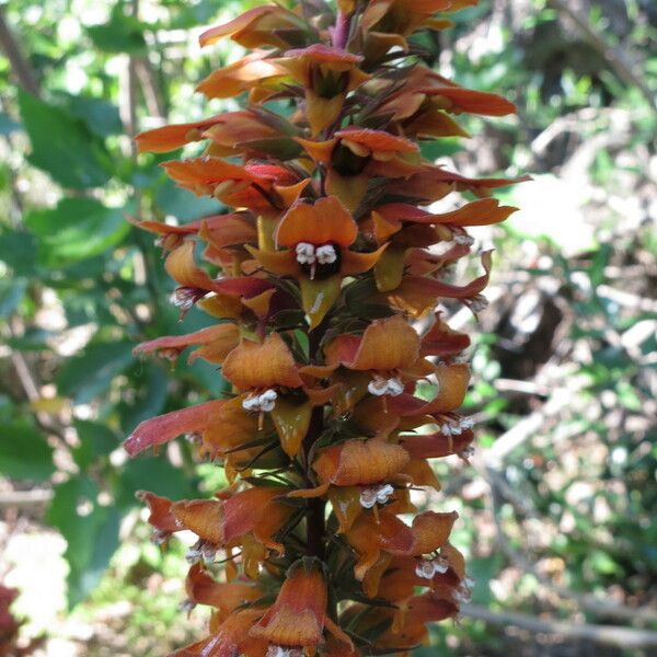 Digitalis sceptrum Vaisius