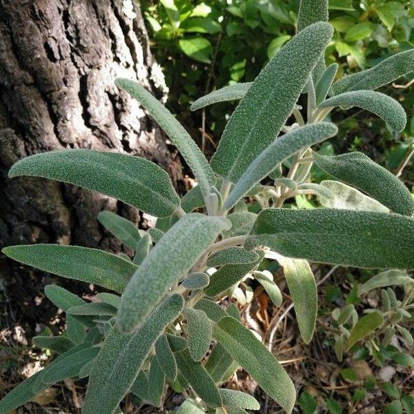 Phlomis purpurea Лист