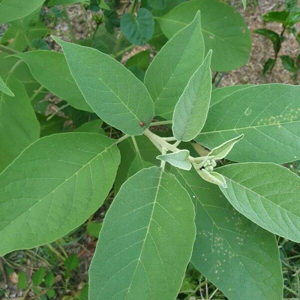 Solanum erianthum Blatt