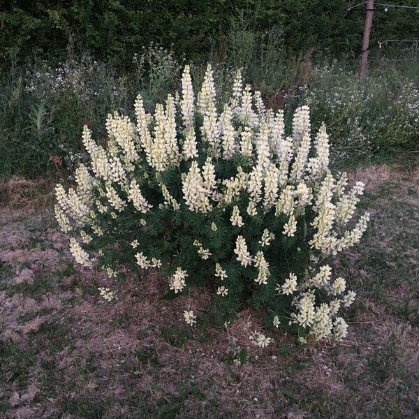 Lupinus arboreus Habitat