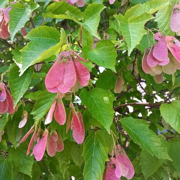 Acer tataricum Fuelha