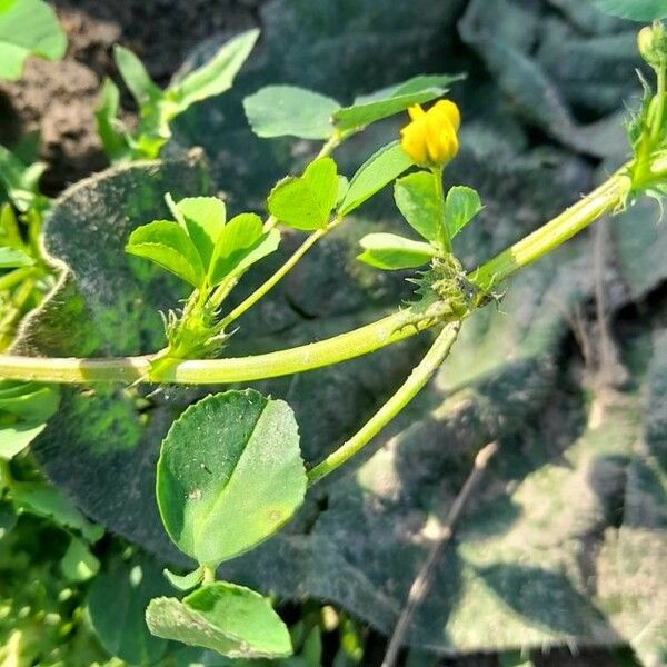 Medicago polymorpha Virág