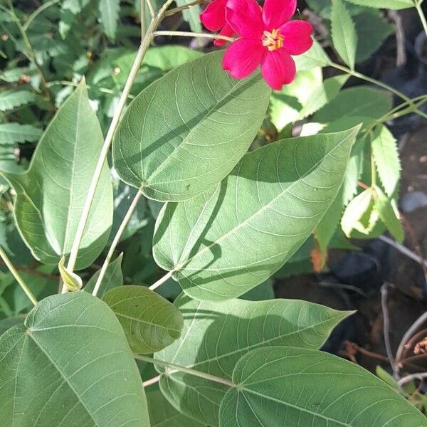 Jatropha integerrima Yaprak