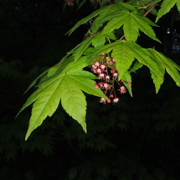 Acer circinatum Leaf