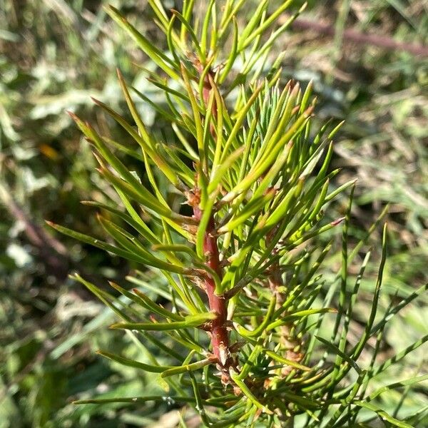 Pinus brutia Blad