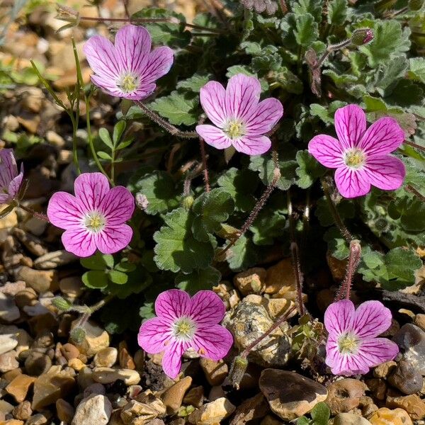 Erodium boissieri Blodyn