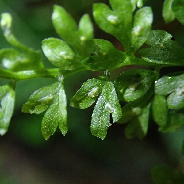 Asplenium abyssinicum Leaf