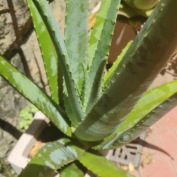 Aloe vera Folha