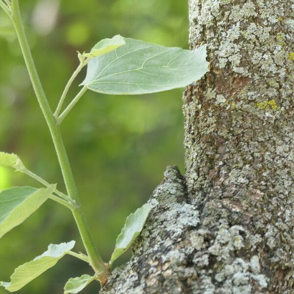 Dombeya rotundifolia 葉