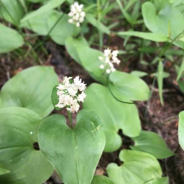 Maianthemum canadense Flor