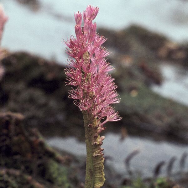 Mourera fluviatilis Cvet