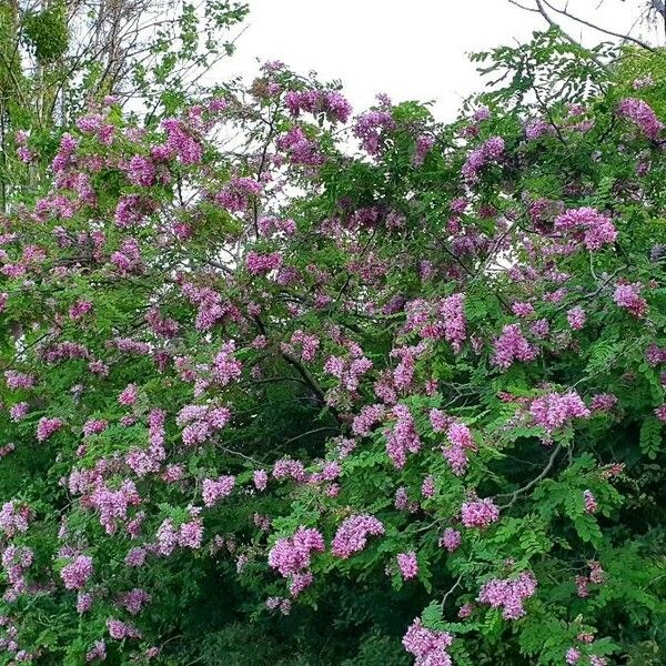 Robinia hispida Cvet