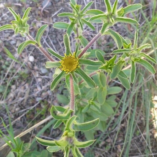 Pallenis spinosa Fleur