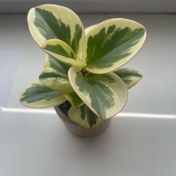 Peperomia obtusifolia Altres