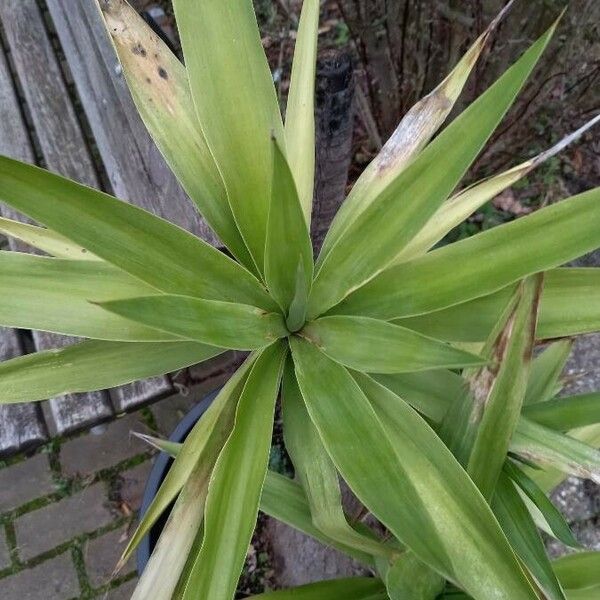 Yucca aloifolia Blatt