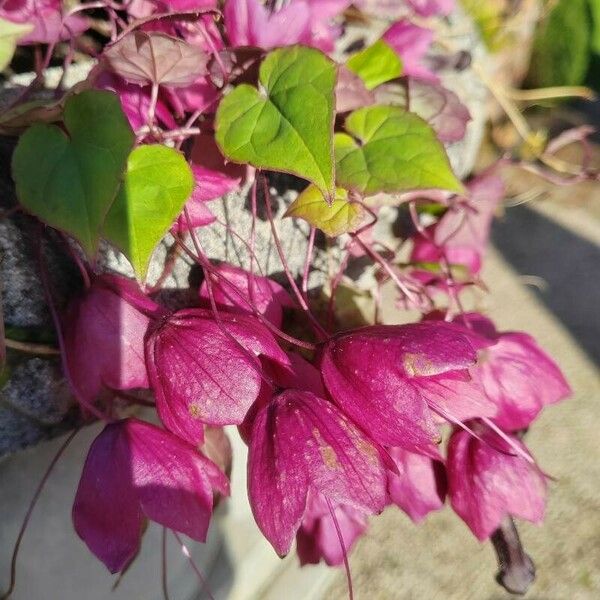 Rhodochiton atrosanguineus Flower