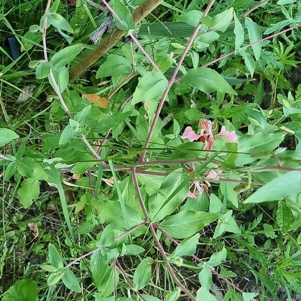 Clarkia unguiculata 整株植物