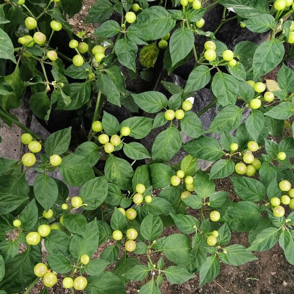 Solanum scabrum Deilen