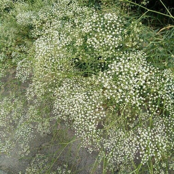 Falcaria vulgaris Συνήθη χαρακτηριστικά