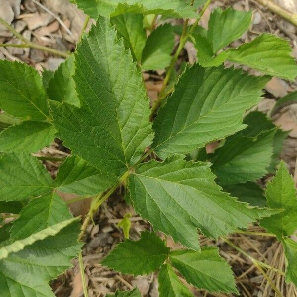 Rubus argutus Φύλλο