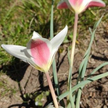 Tulipa clusiana Kvet