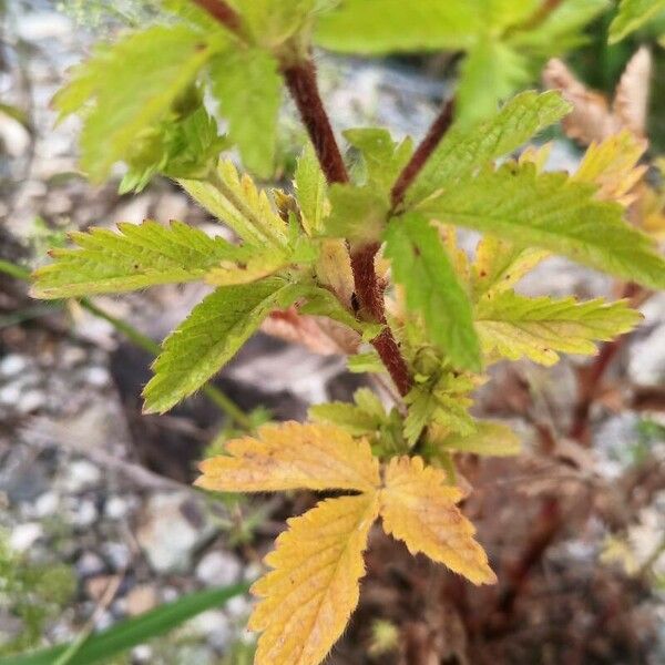 Potentilla supina Leht