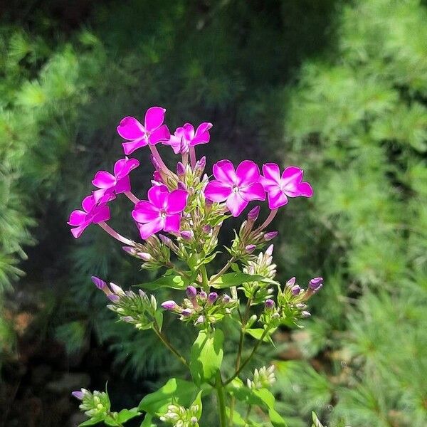 Phlox maculata 花