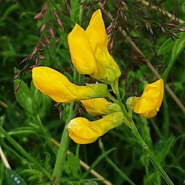 Lathyrus pratensis Žiedas