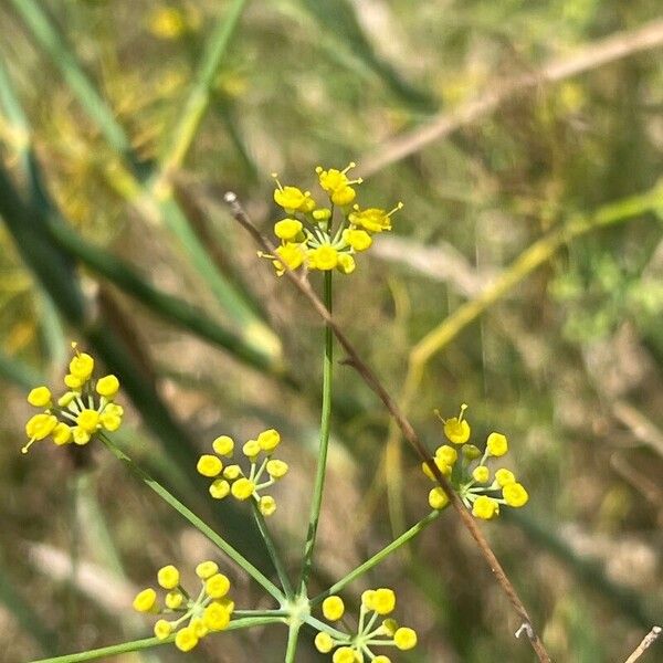 Foeniculum vulgare Fruto