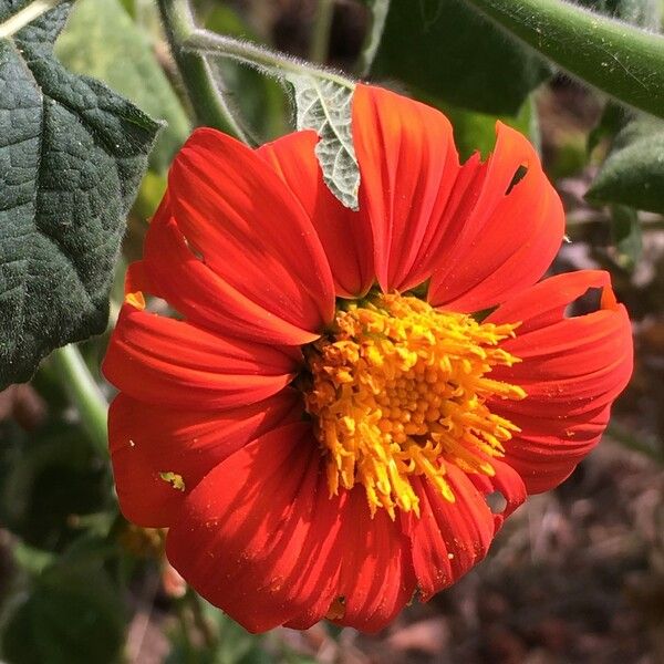 Tithonia rotundifolia Цветок