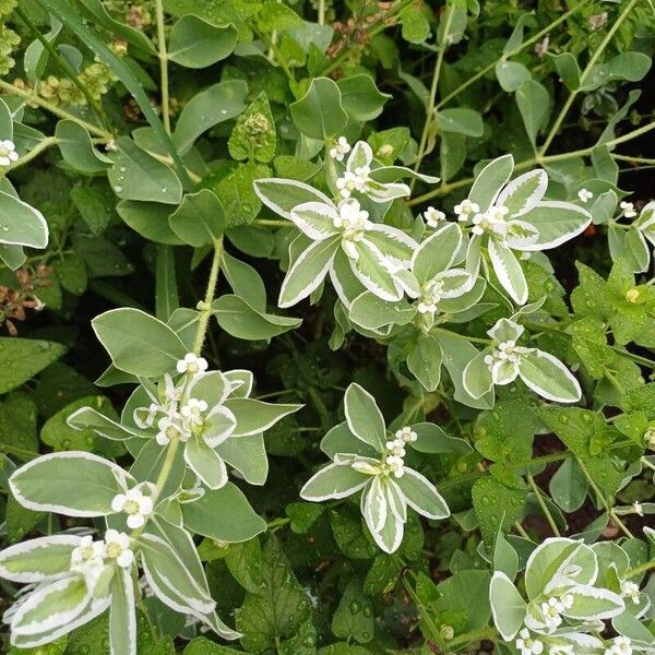 Euphorbia marginata List